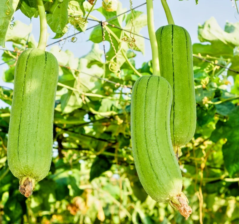 yorkshire-seeds2999253