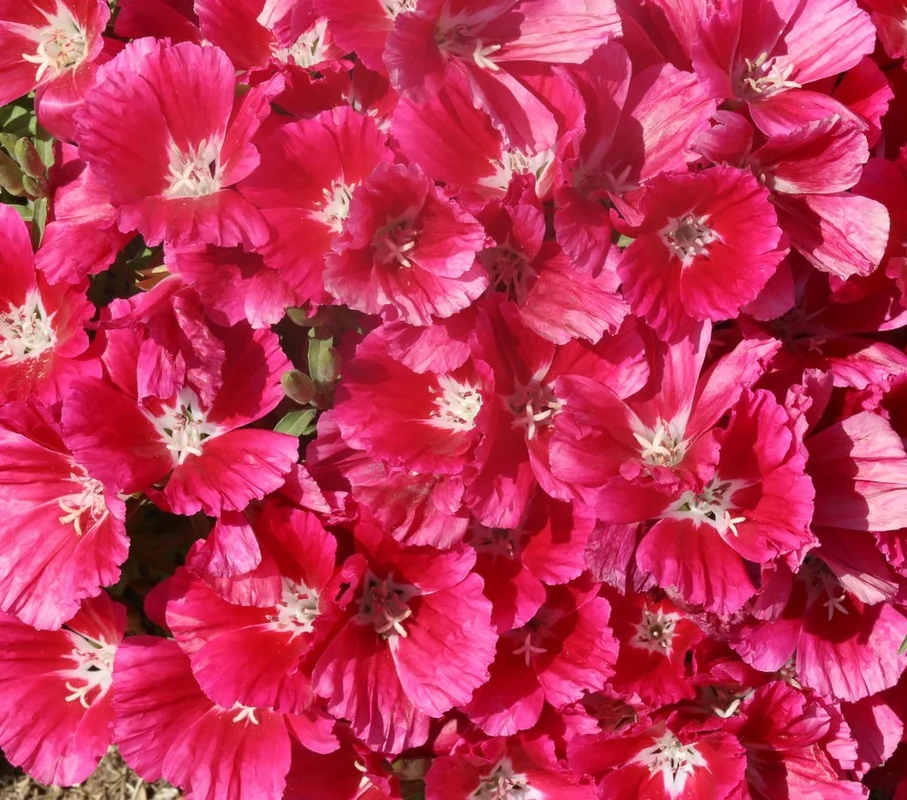 yorkshire-seeds2999330