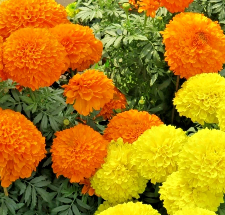 yorkshire-seeds2999396