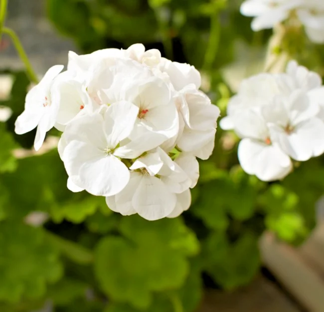 yorkshire-seeds2999434