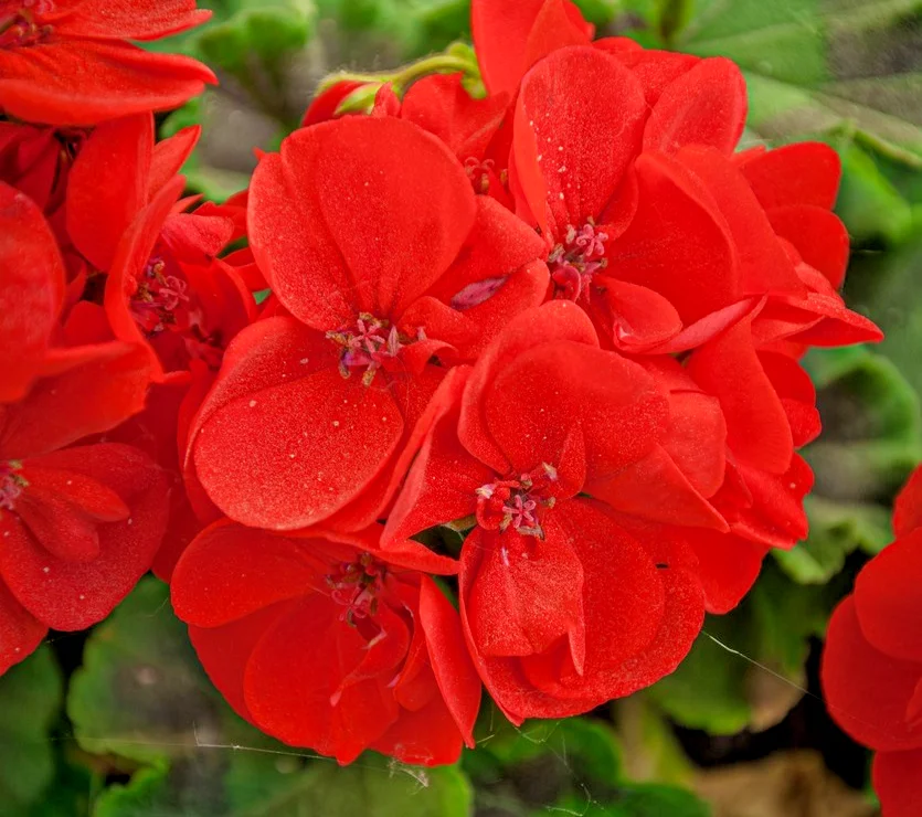 yorkshire-seeds2999781