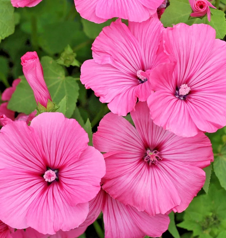 yorkshire-seeds3000155