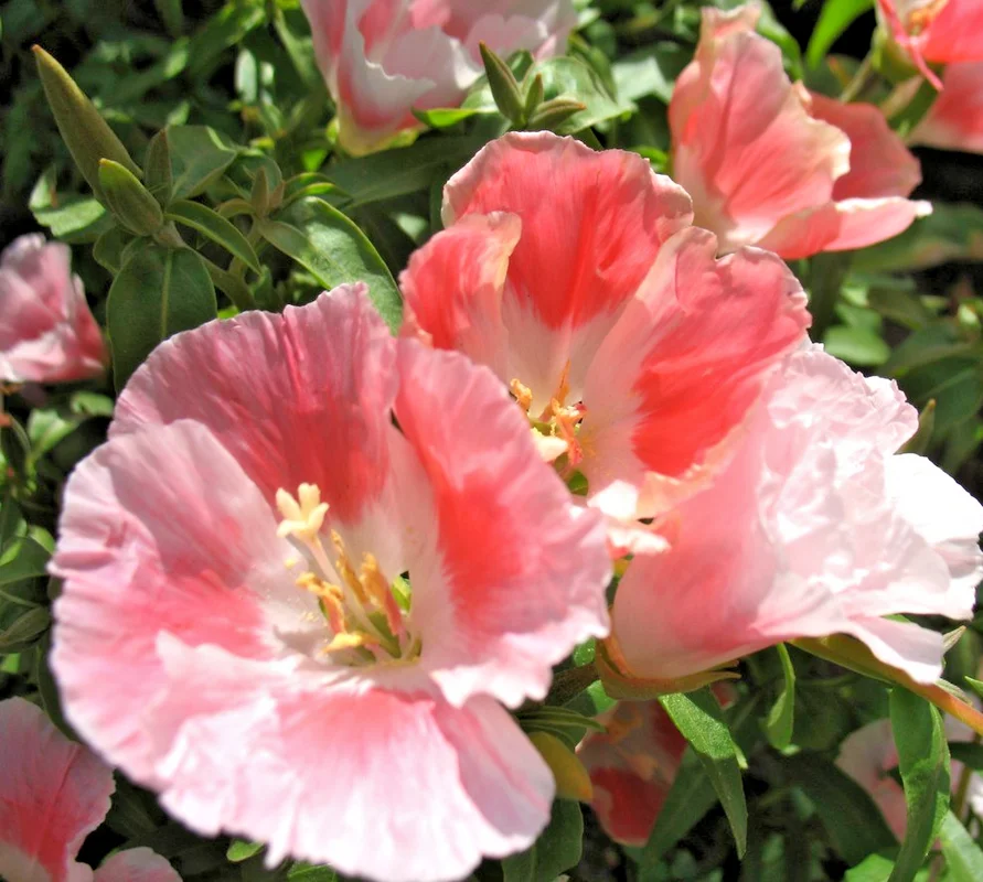 yorkshire-seeds3000232