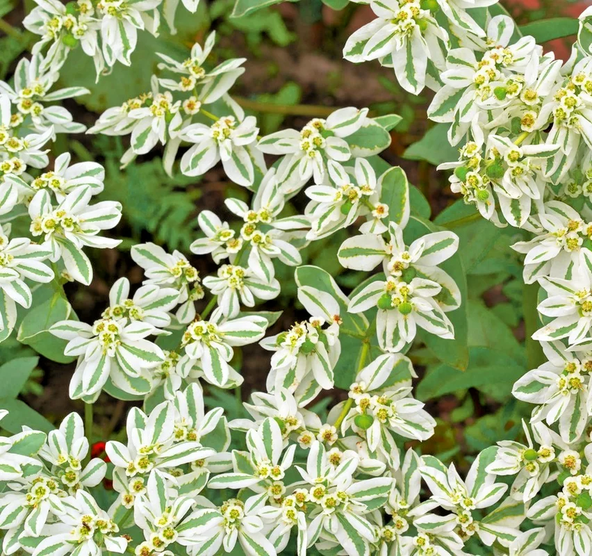 yorkshire-seeds3000314