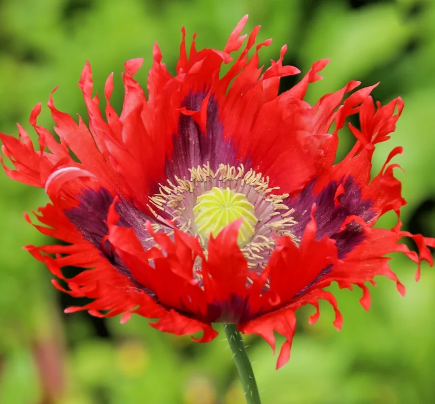 yorkshire-seeds3000624