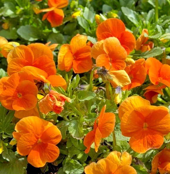 yorkshire-seeds3000665