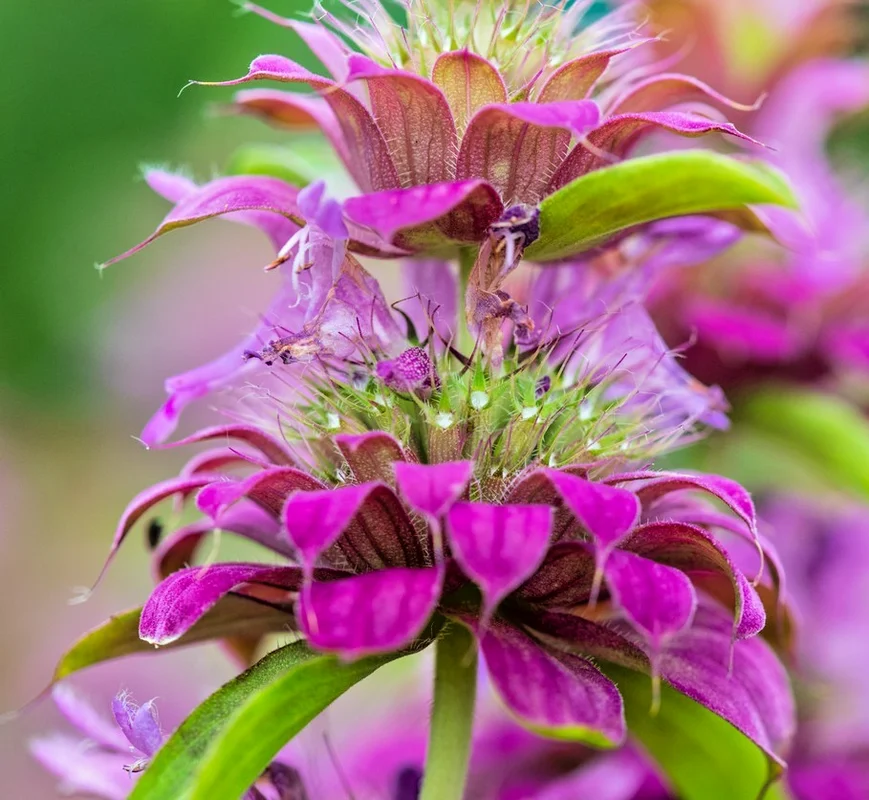 yorkshire-seeds3000735