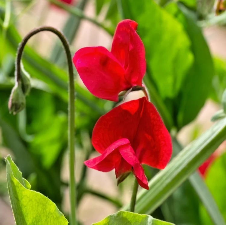 yorkshire-seeds3000835