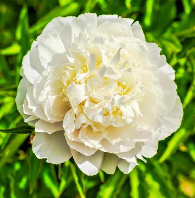 yorkshire-seeds3000874