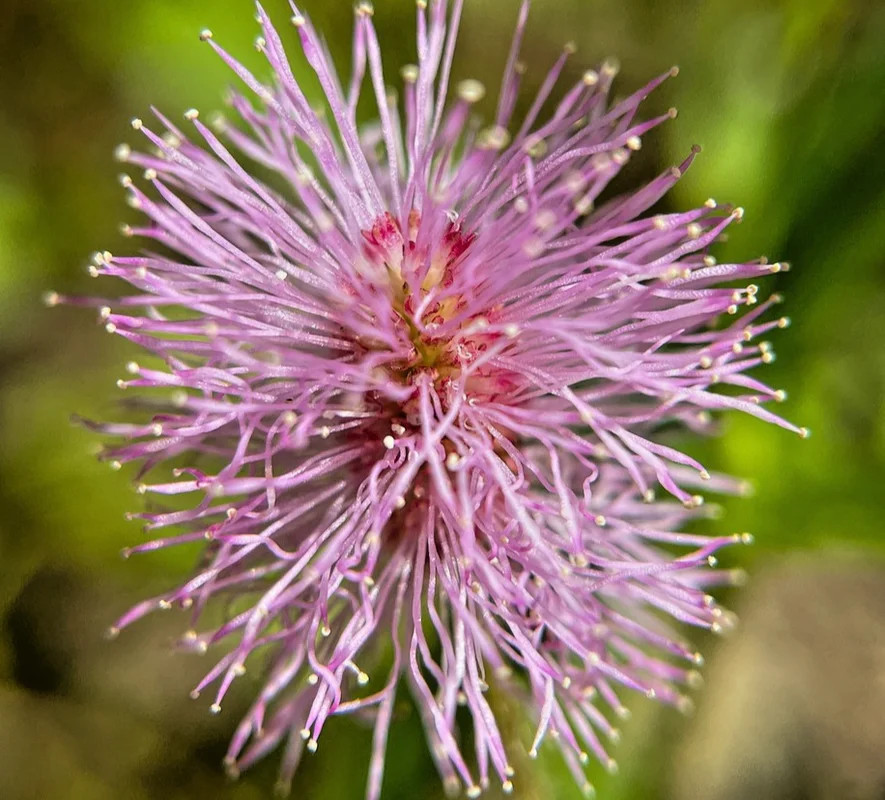 yorkshire-seeds3000945