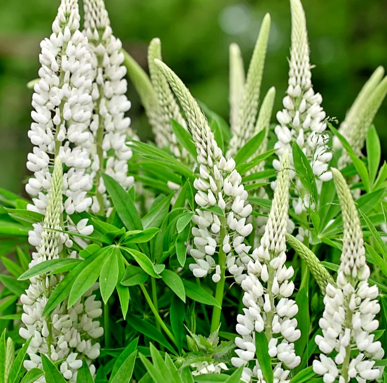 yorkshire-seeds3001019