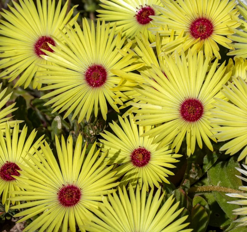 yorkshire-seeds3001114