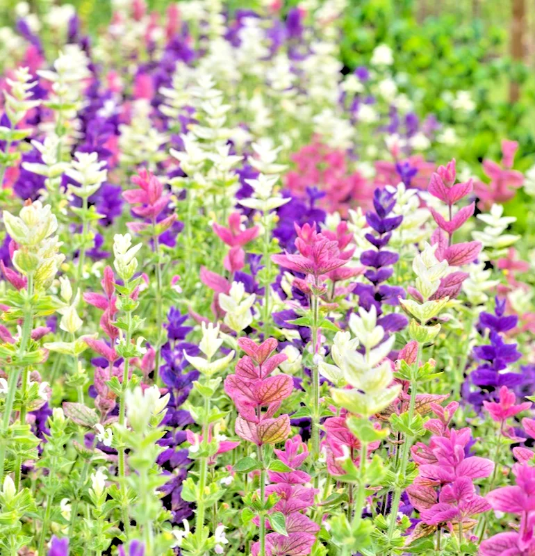 yorkshire-seeds3001248