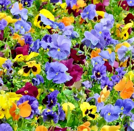 yorkshire-seeds3001358