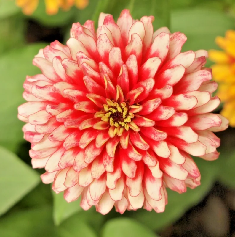 yorkshire-seeds3001501