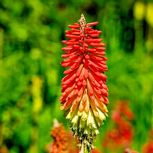 yorkshire-seeds3001584