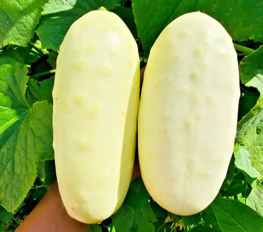 yorkshire-seeds3001704