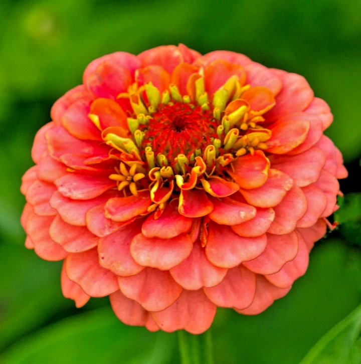 yorkshire-seeds3001747