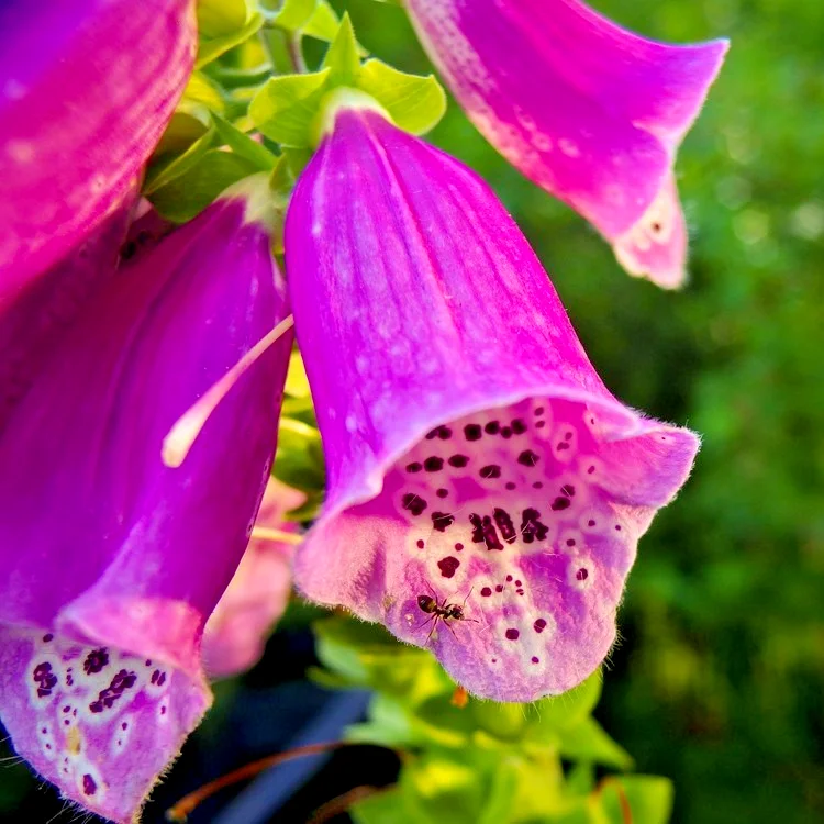yorkshire-seeds3002266