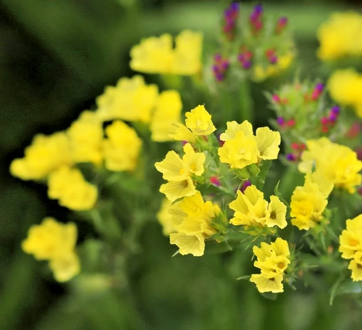 yorkshire-seeds3002316