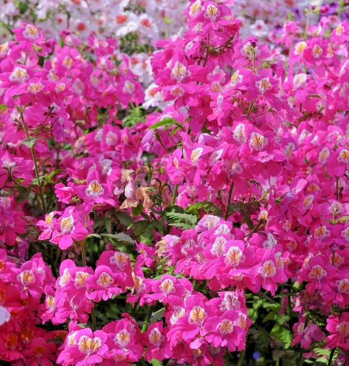yorkshire-seeds3002389