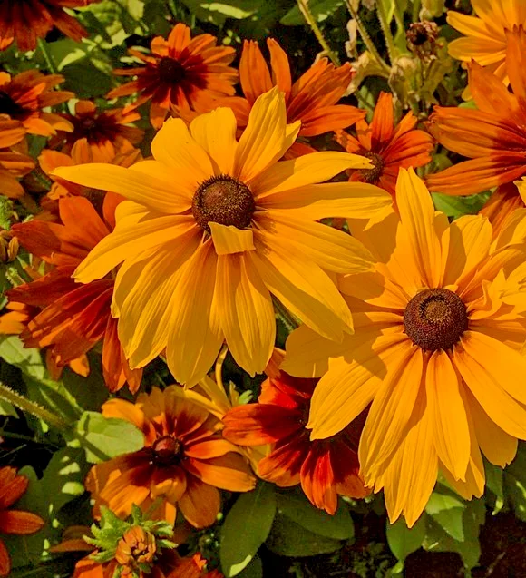 yorkshire-seeds3002438