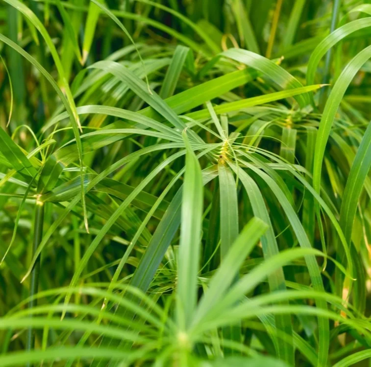 yorkshire-seeds3002491