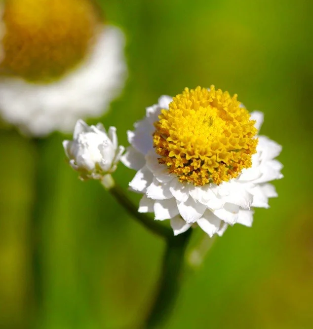 yorkshire-seeds3002506