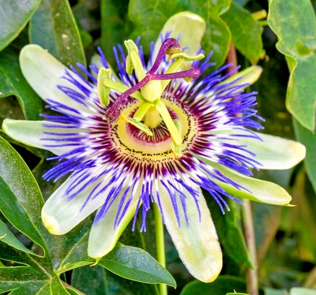 yorkshire-seeds3002552