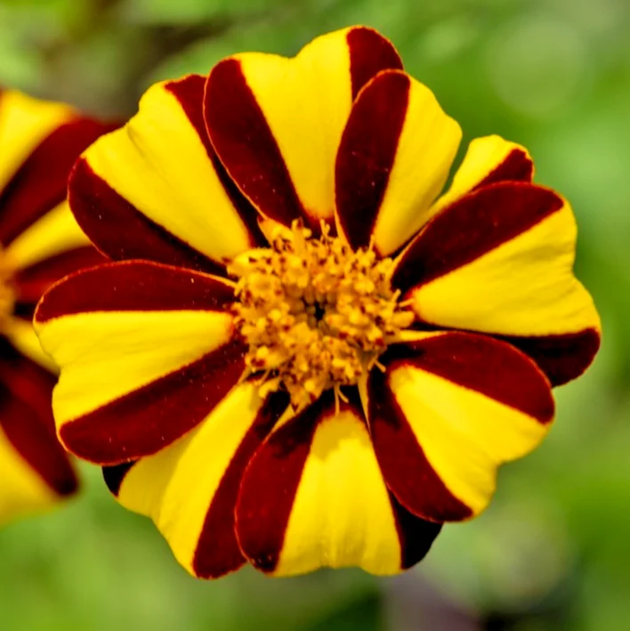 yorkshire-seeds3002582