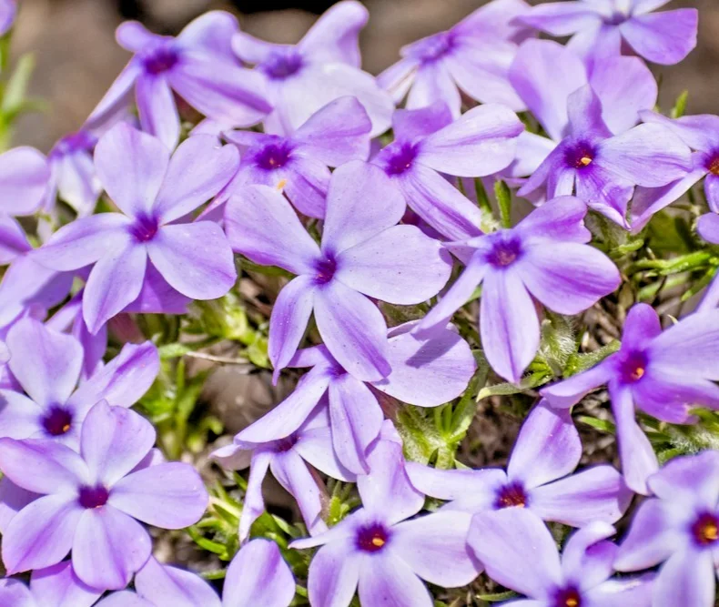 yorkshire-seeds3002639