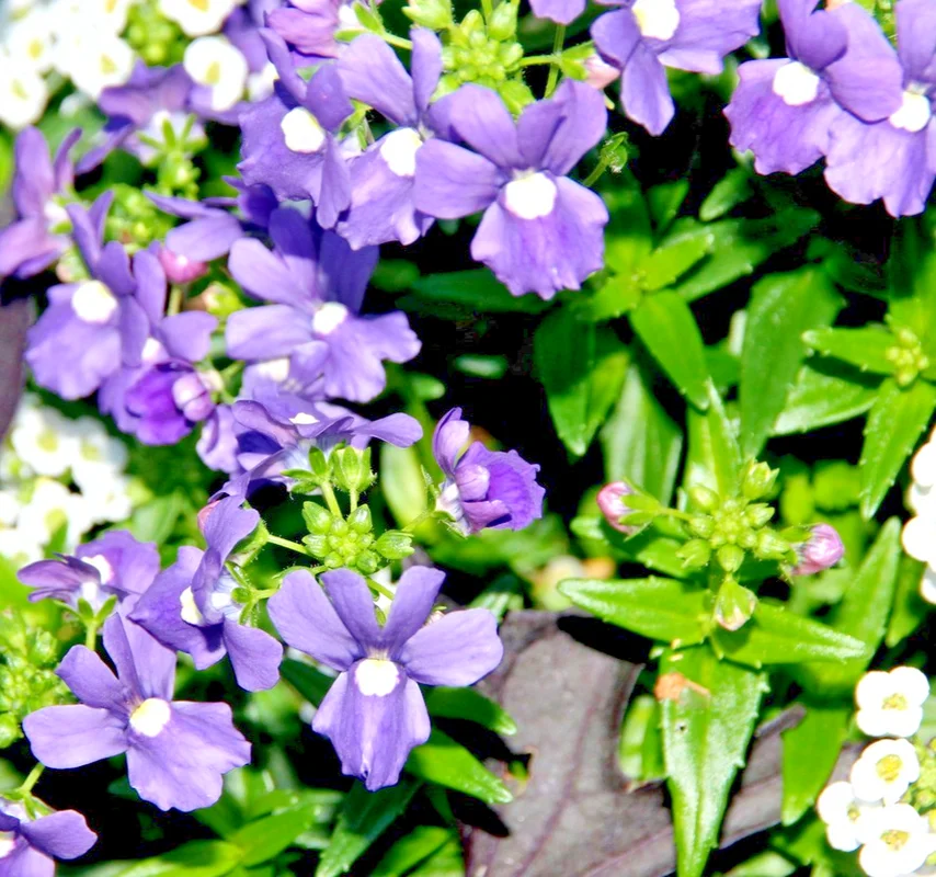 yorkshire-seeds3002714