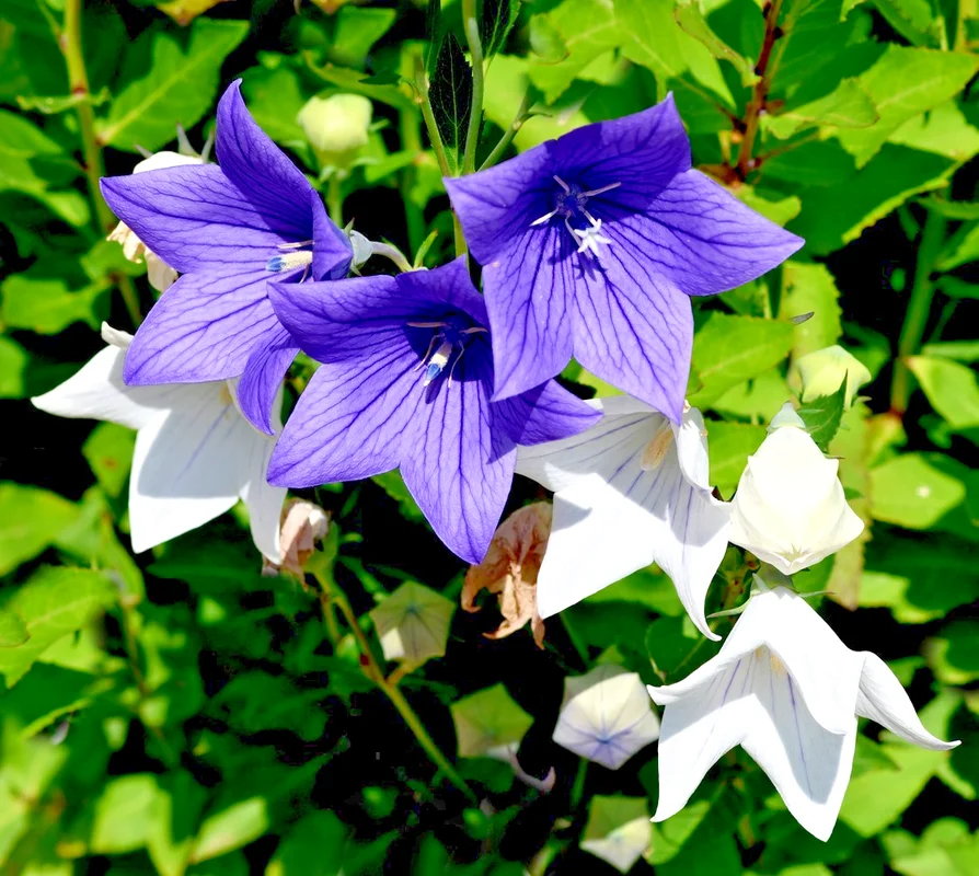 yorkshire-seeds3002798