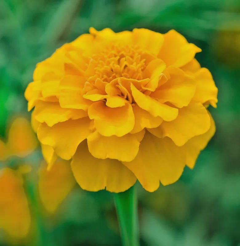 yorkshire-seeds3002901
