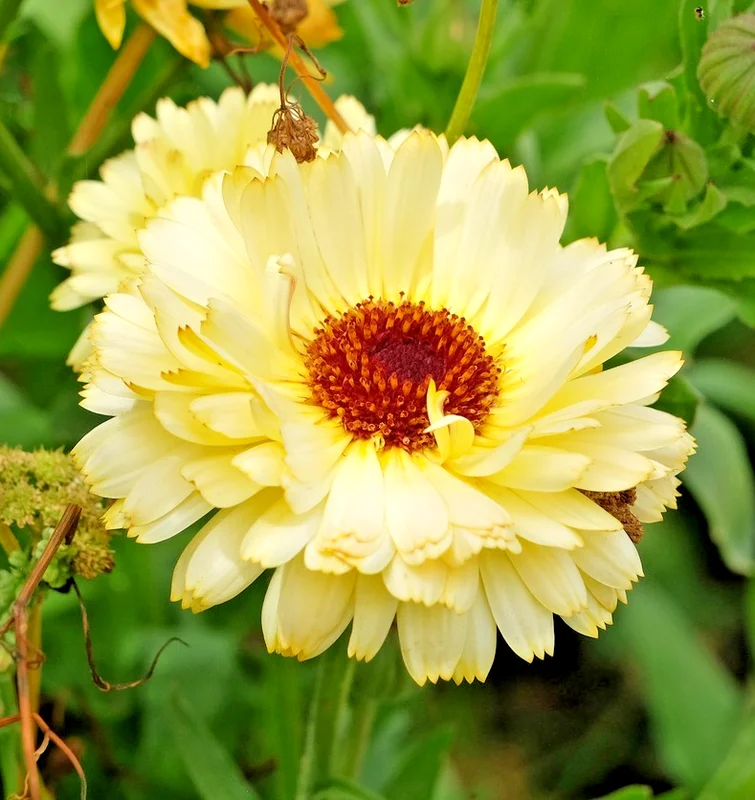 yorkshire-seeds3003026