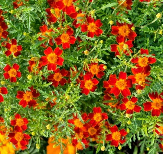 yorkshire-seeds3003070