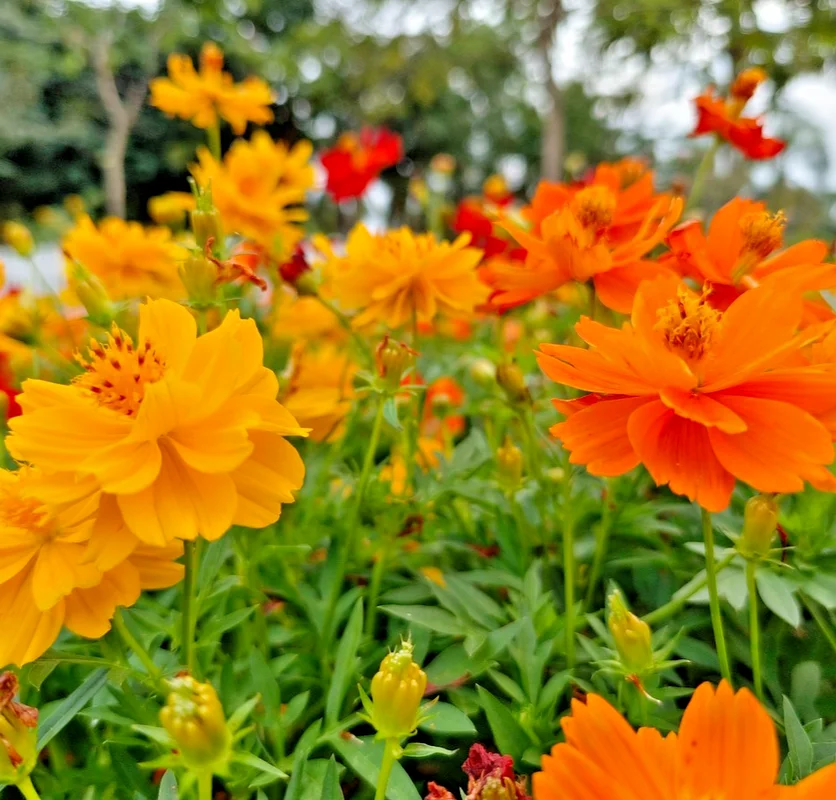 yorkshire-seeds3003142