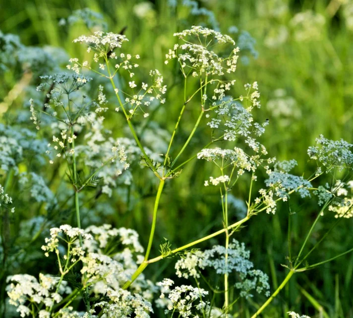 yorkshire-seeds3003272