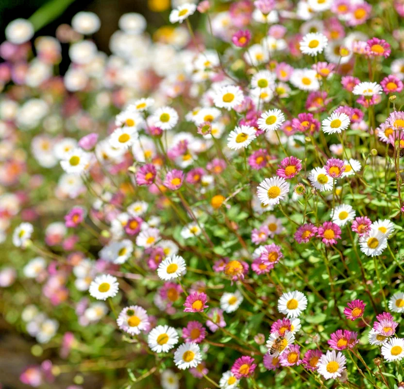 yorkshire-seeds3003335