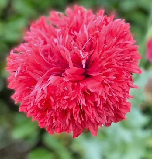 yorkshire-seeds3003365