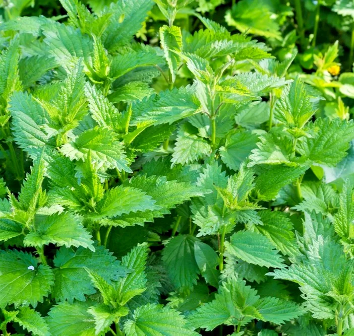 yorkshire-seeds3003398