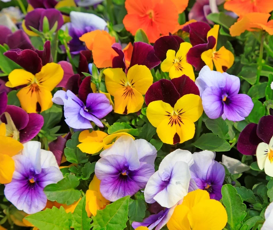 yorkshire-seeds3003483