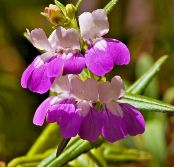 yorkshire-seeds3003669
