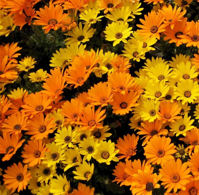 yorkshire-seeds3003724