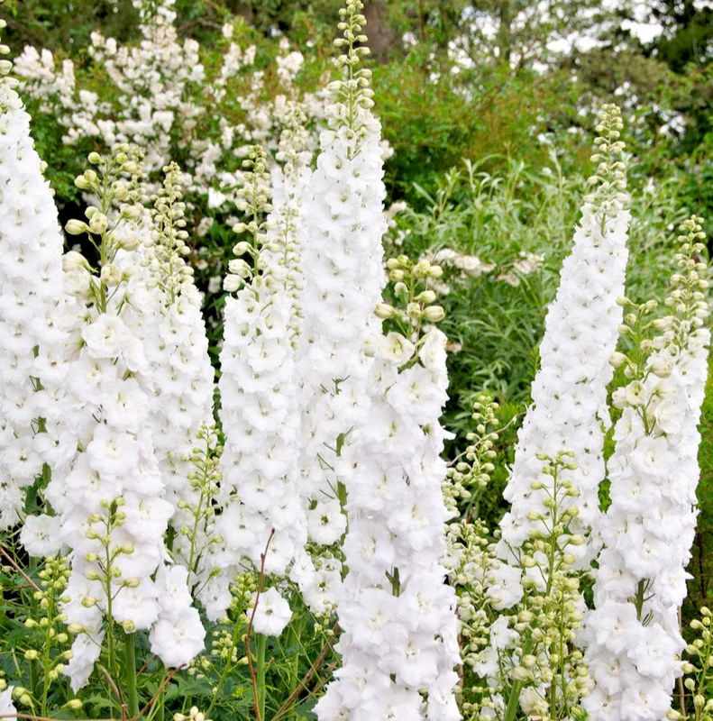 yorkshire-seeds3003859