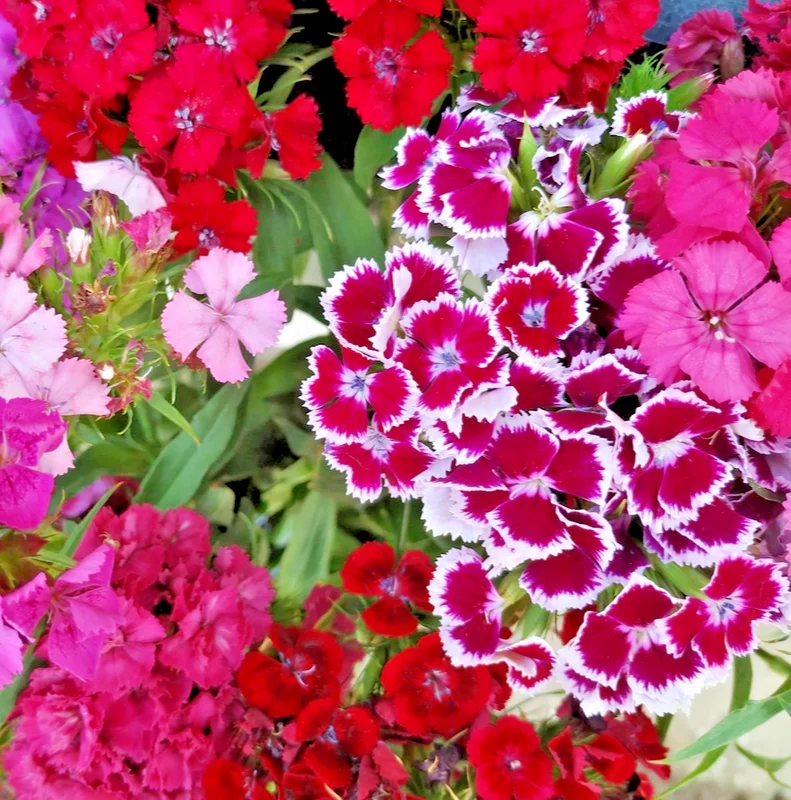 yorkshire-seeds3003999