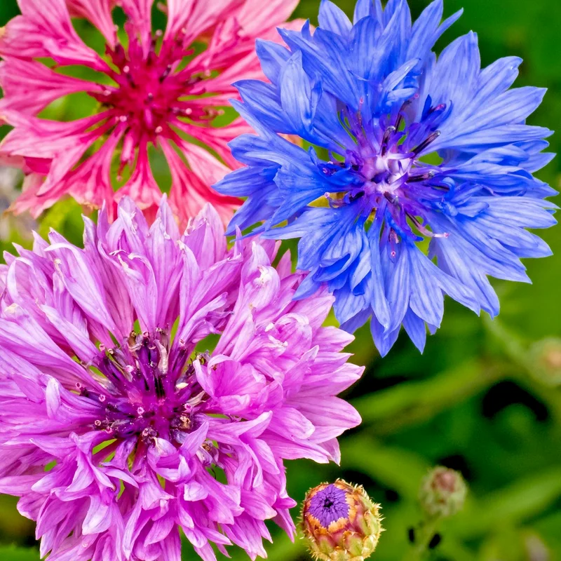 yorkshire-seeds3004095