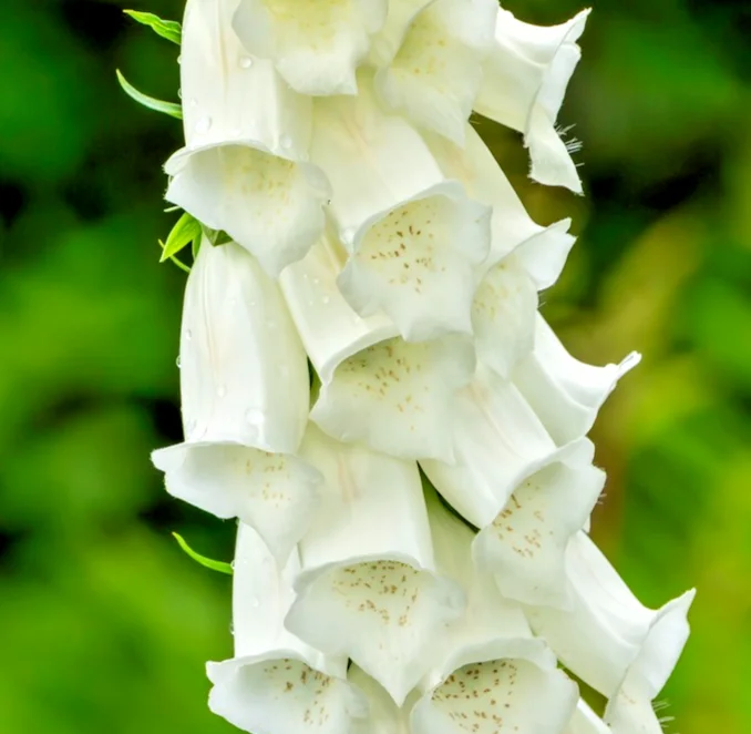 yorkshire-seeds3004324