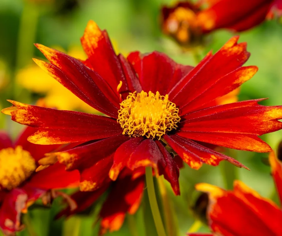 yorkshire-seeds3004396