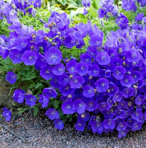 yorkshire-seeds3004436
